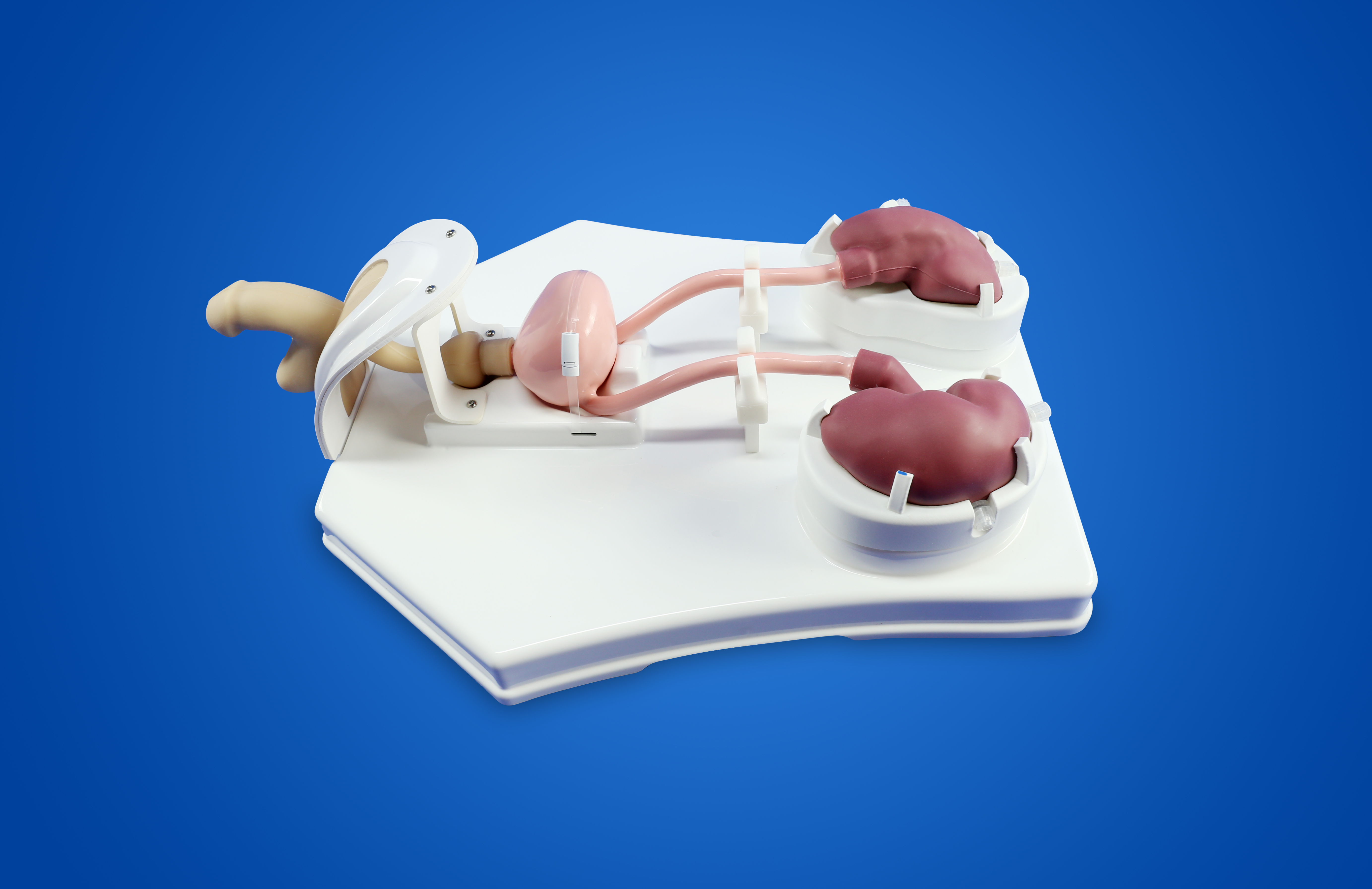Urological Endoscopy Training Model