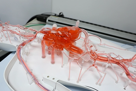 Silicone Neuro Vessels Simulates Human Blood Circulation