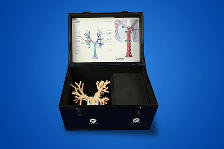 Endobronchial Ultrasound (EBUS) Training Model