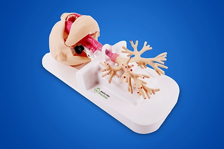 Respiratory Endoscope Training Model