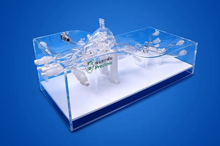 Cardiac Intervention Simulation Model