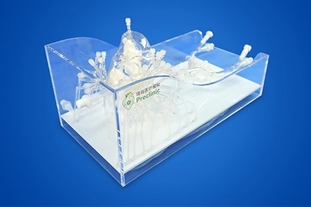 Right Cardio-Pulmonary Artery Simulation Model