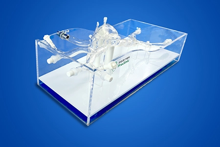 Cardiac Veins Simulation Model (Pacemaker Electrode Implantation)