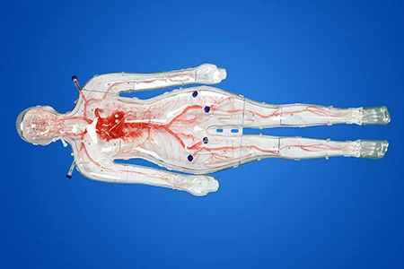Full Body Vascular Simulation Models