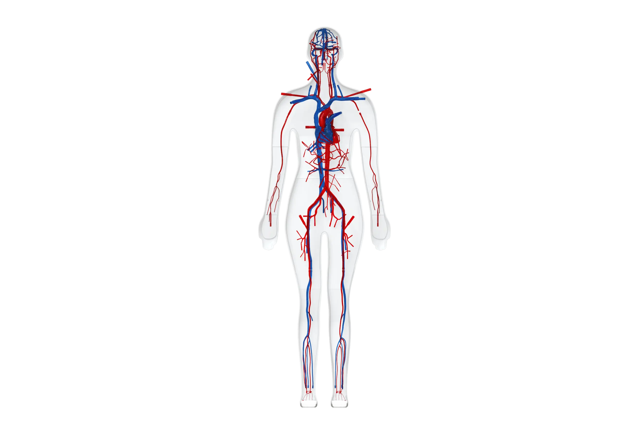 Drawing of Full Body Vascular Simulation