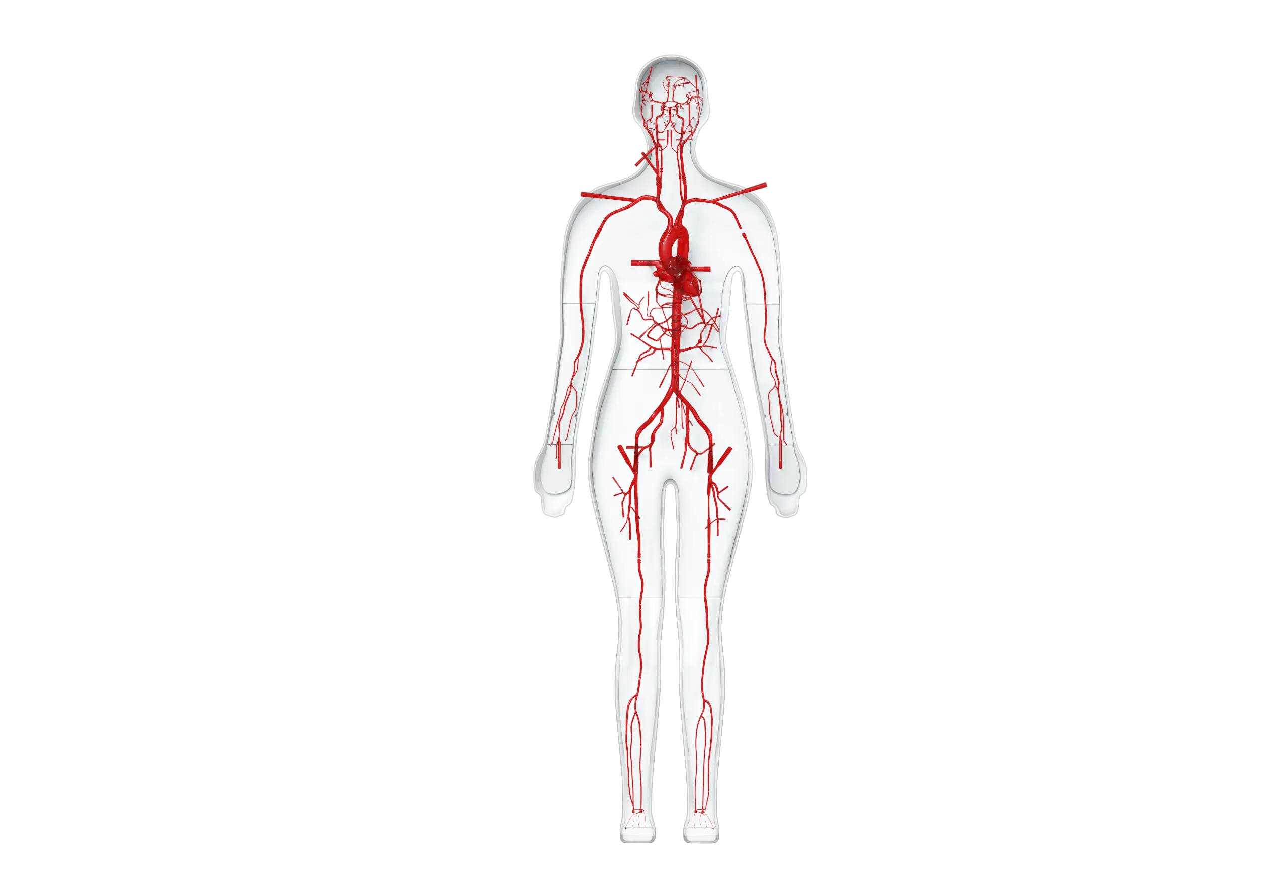 Drawing of Full Body Vascular Simulation