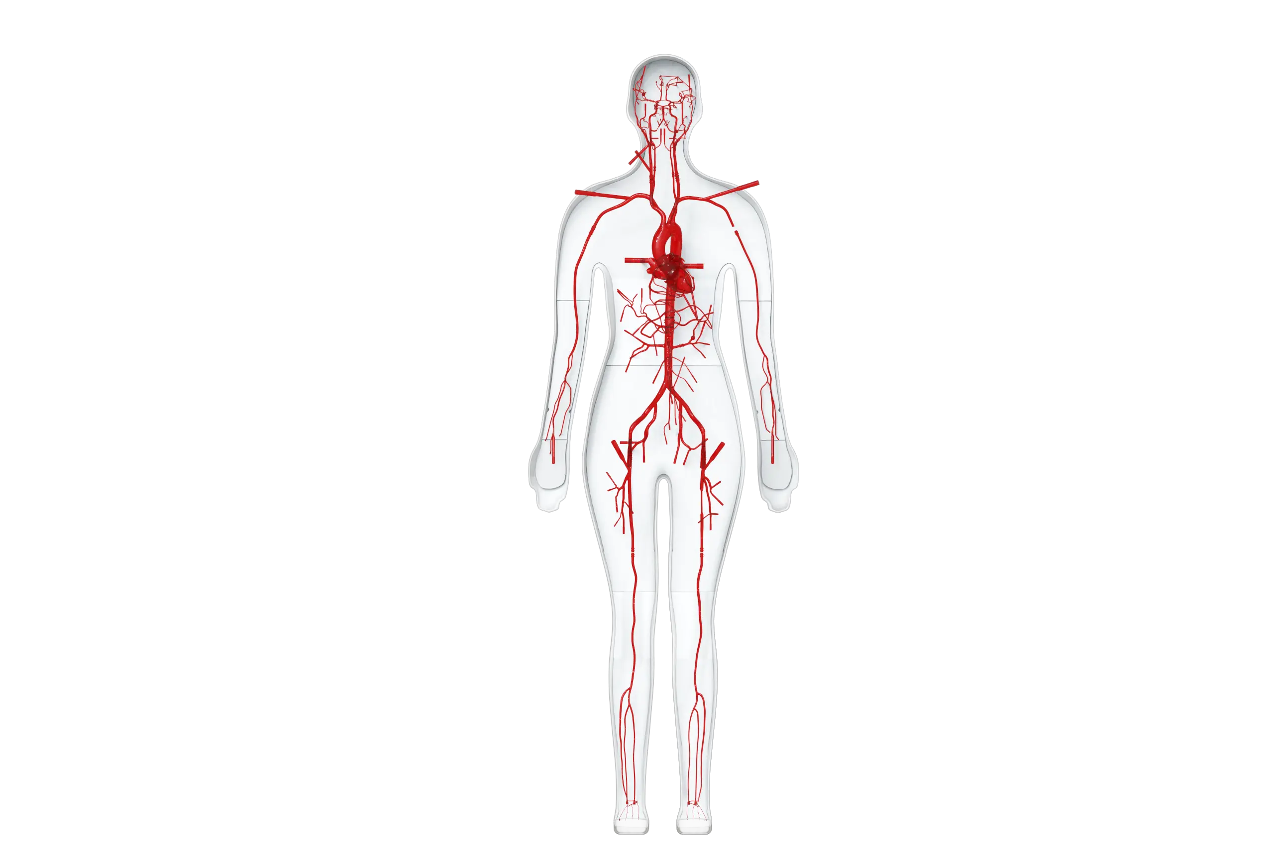 Drawing of Full Body Models
