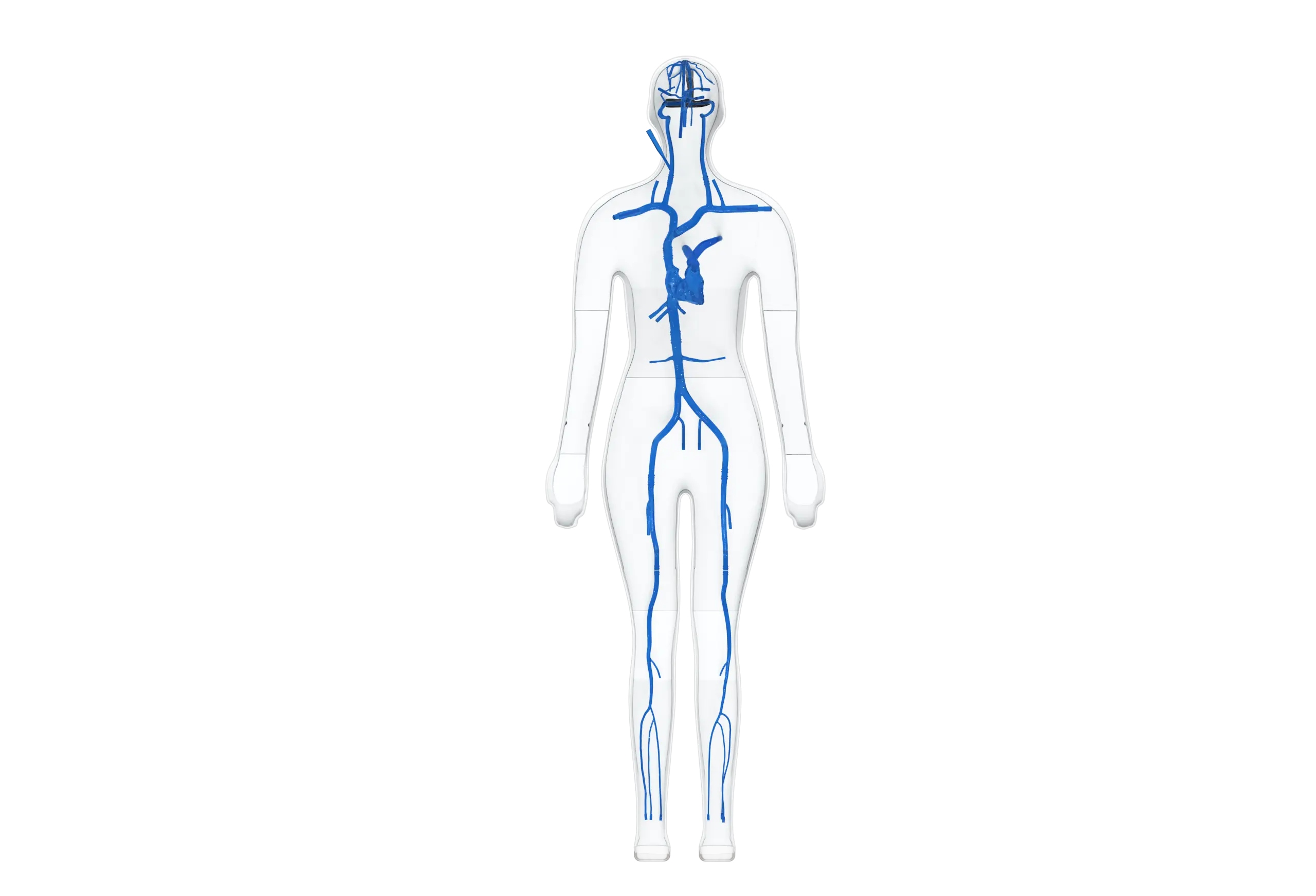 Drawing of Full Body Vascular Simulation