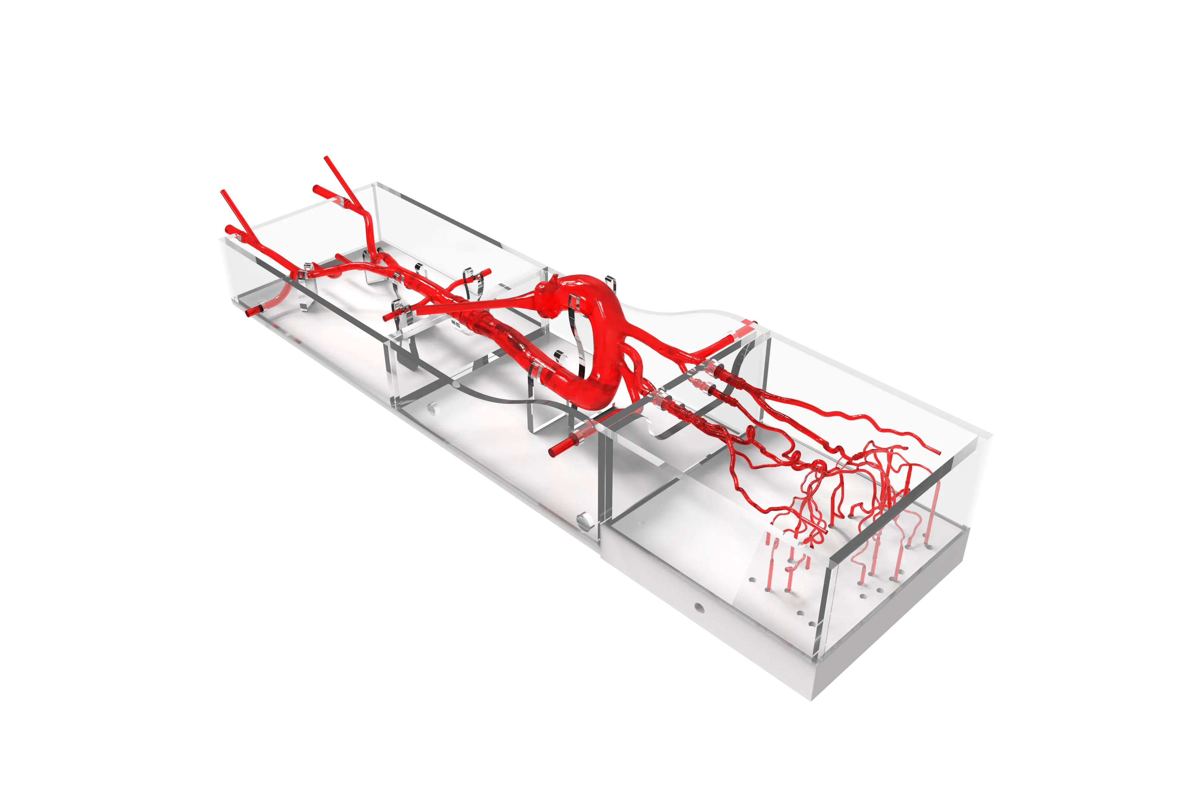 Drawing of Intracranial Vascular Model
