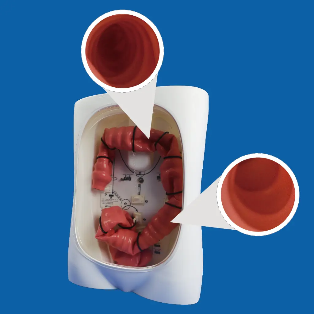 Colonoscopy Training Model Manufacturer | Preclinic Medtech