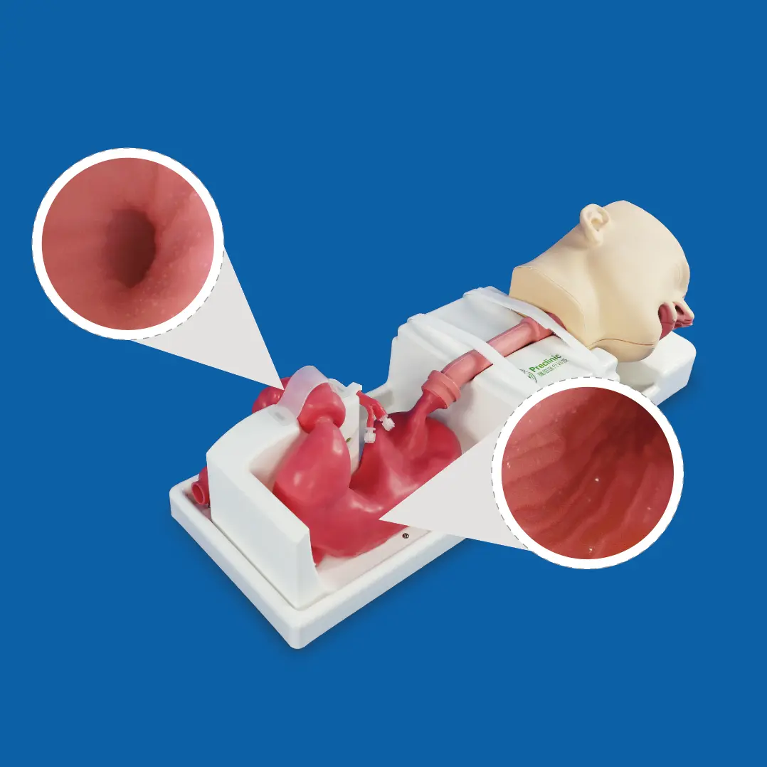 gastrointestinal simulator

