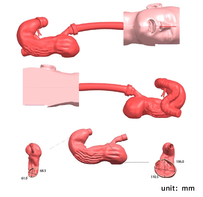 Drawing of Upper Gastrointestinal Simulator