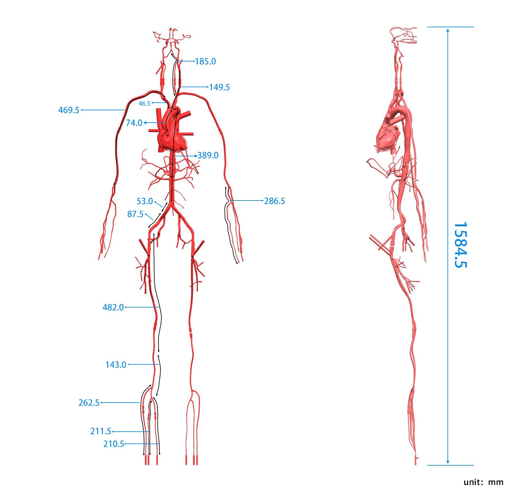 Drawing of Full Body Vascular Simulation