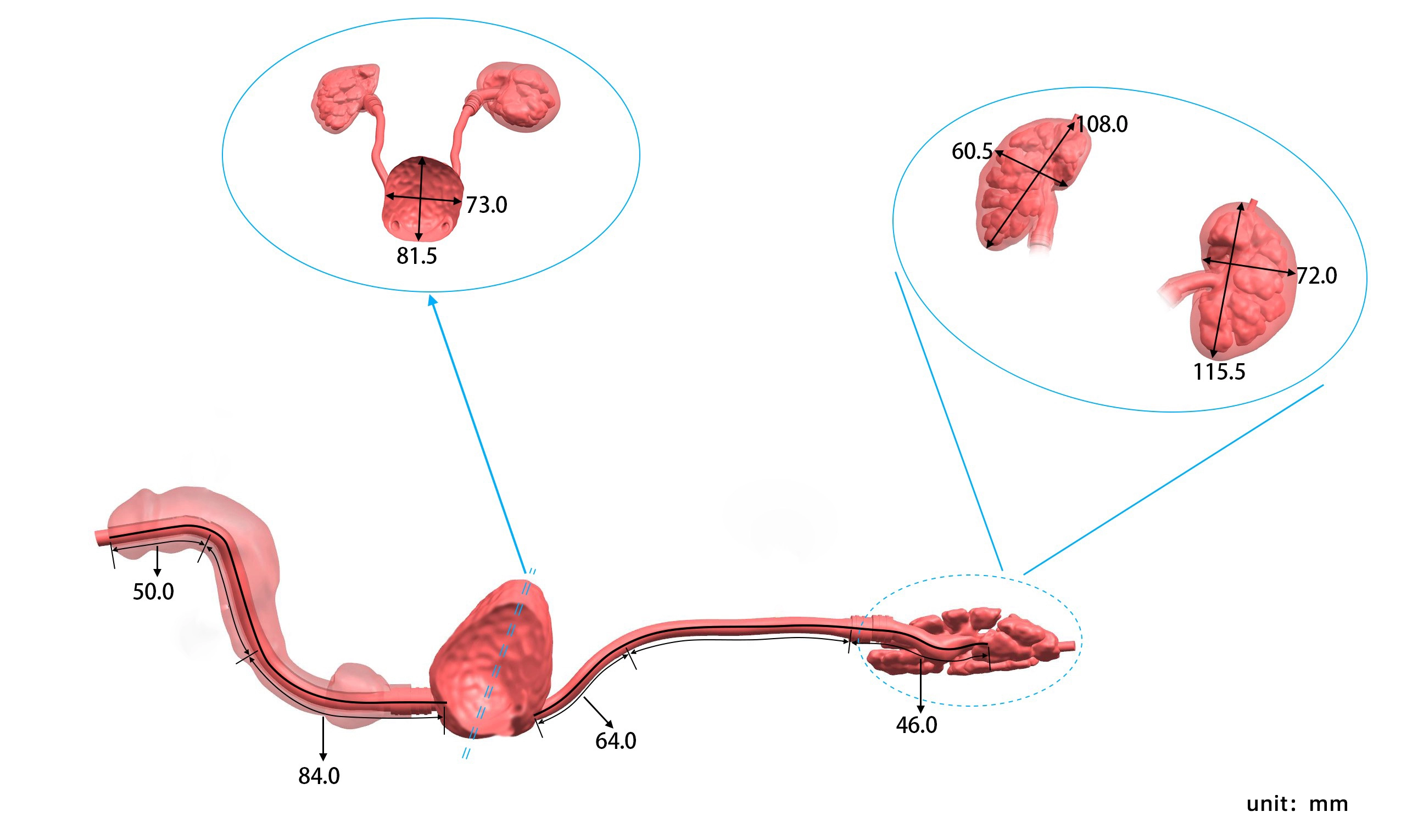 Drawing of Urological Endoscope Training Model