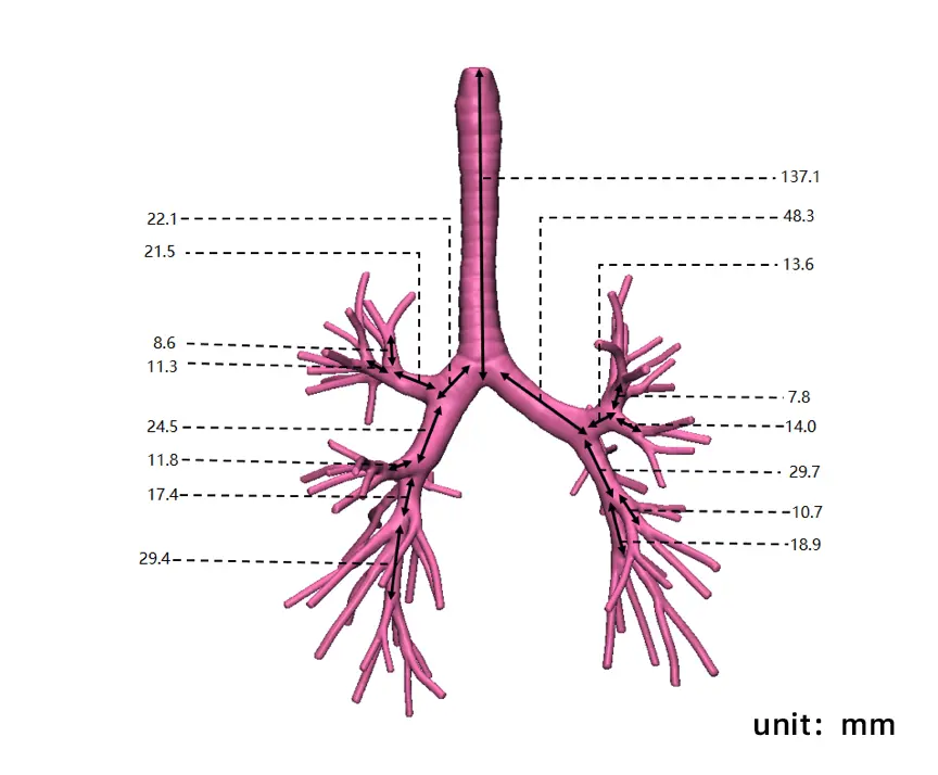 Drawing of Bronchoscopy Training Model