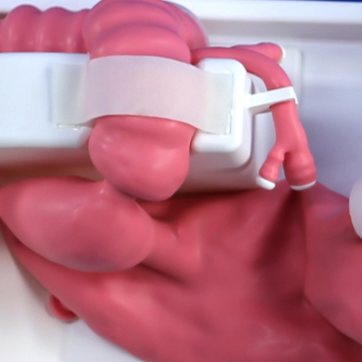 gastrointestinal tract 3d model