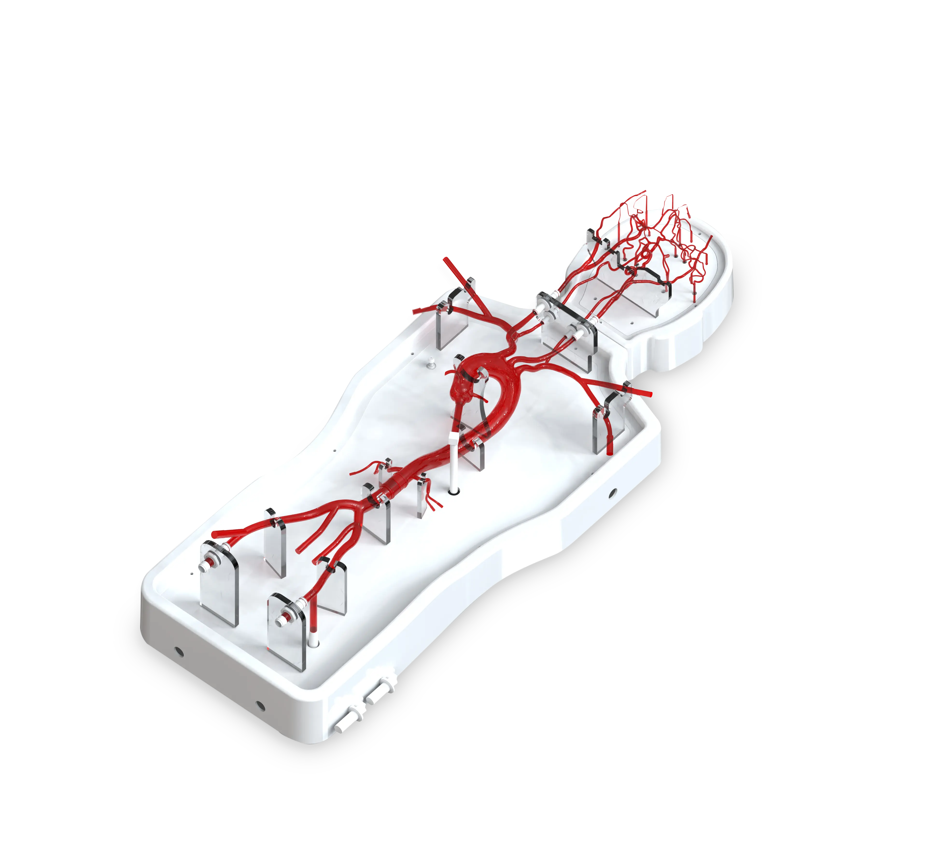 Drawing of Intracranial Vascular Model-type B