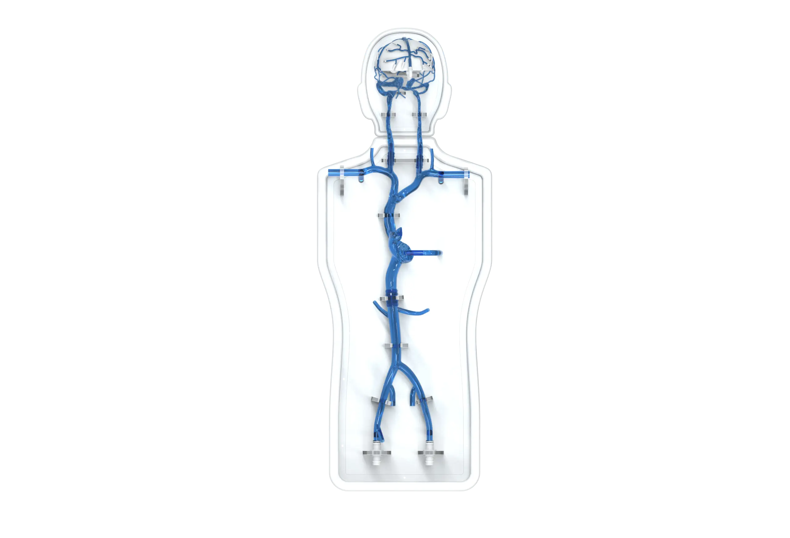 Drawing of Intracranial-Femoral Artery Model