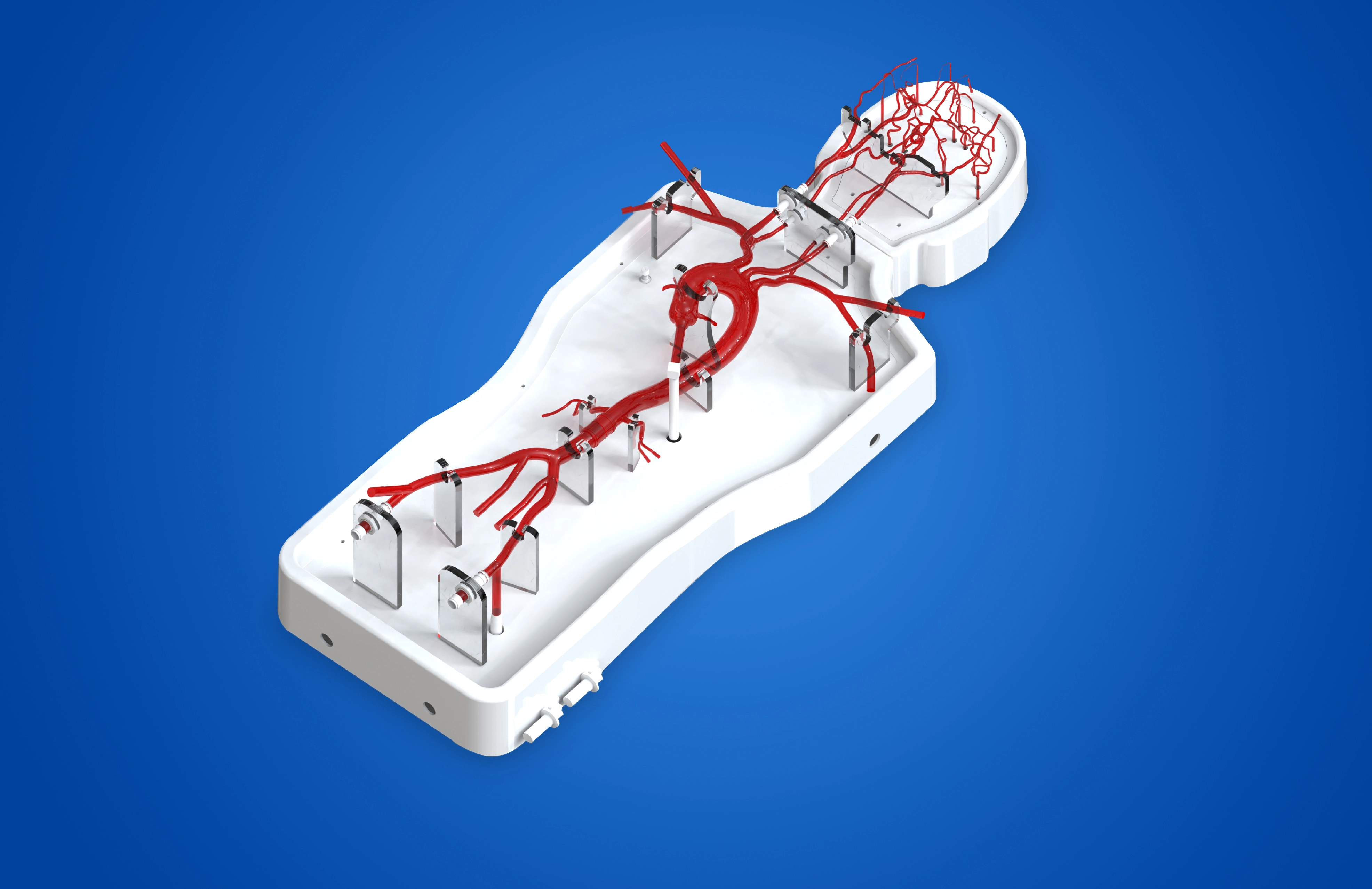 Intracranial Vascular Model-type B