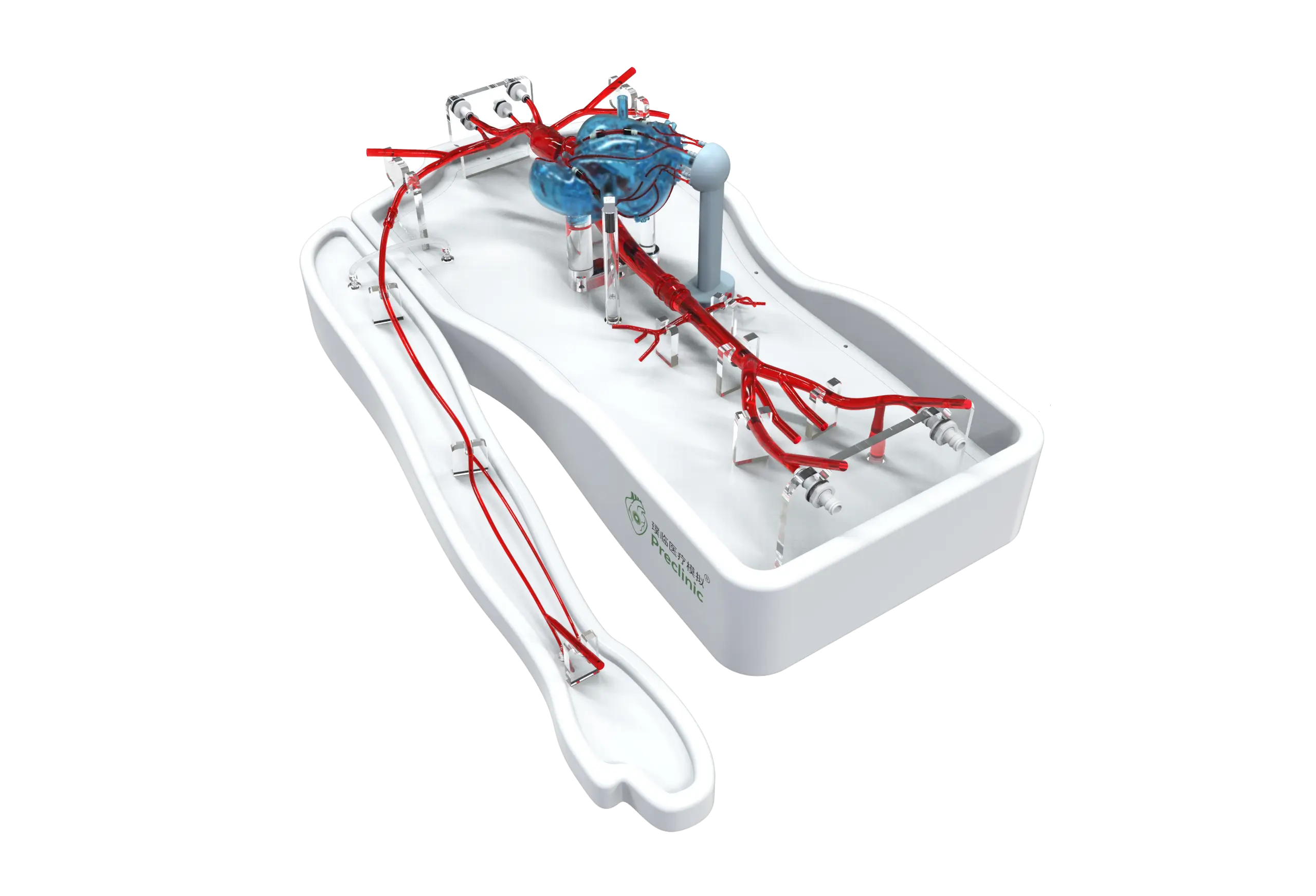 Drawing of Coronary Training Model - A