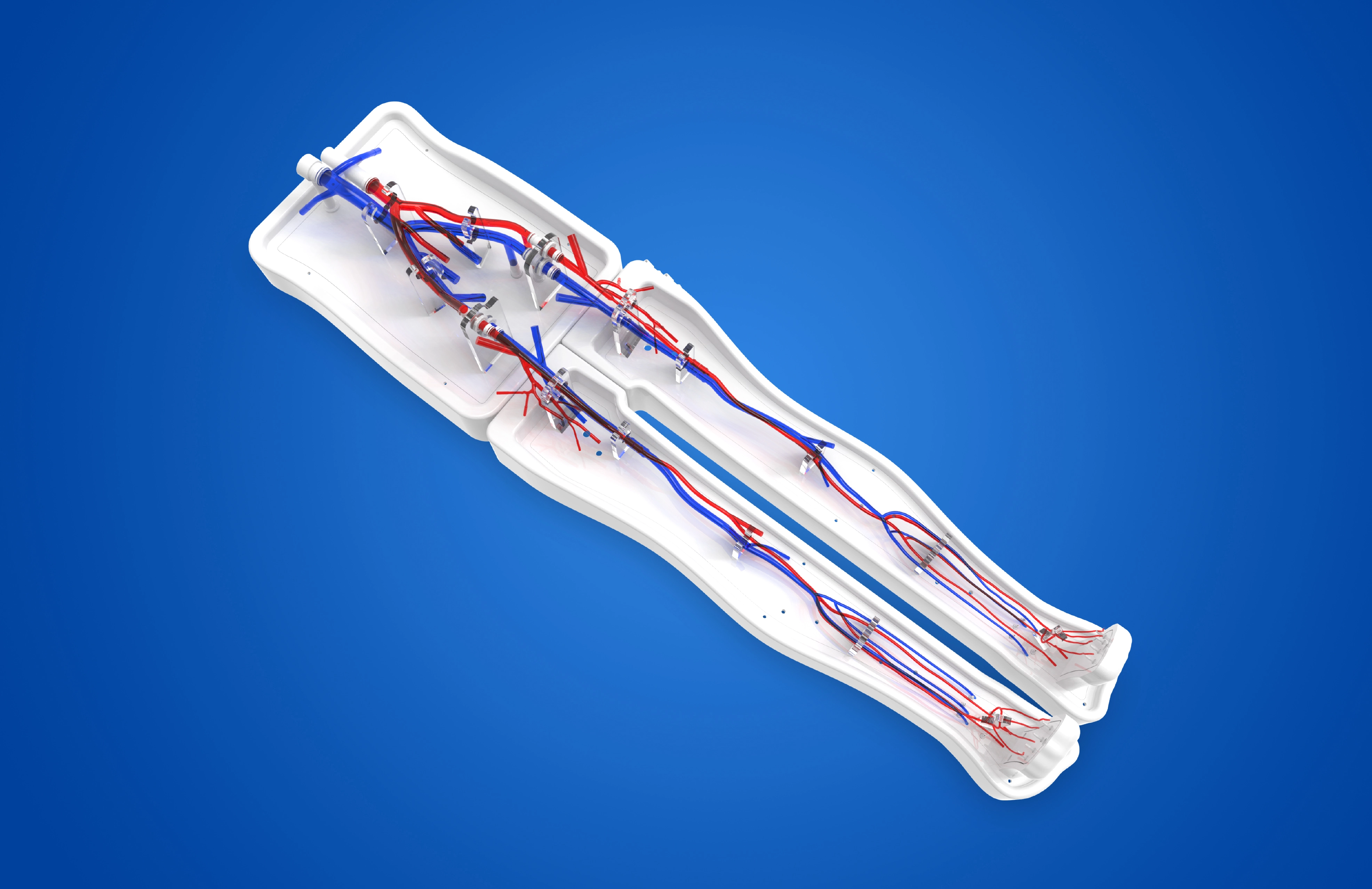 Lower limb arteriovenous model