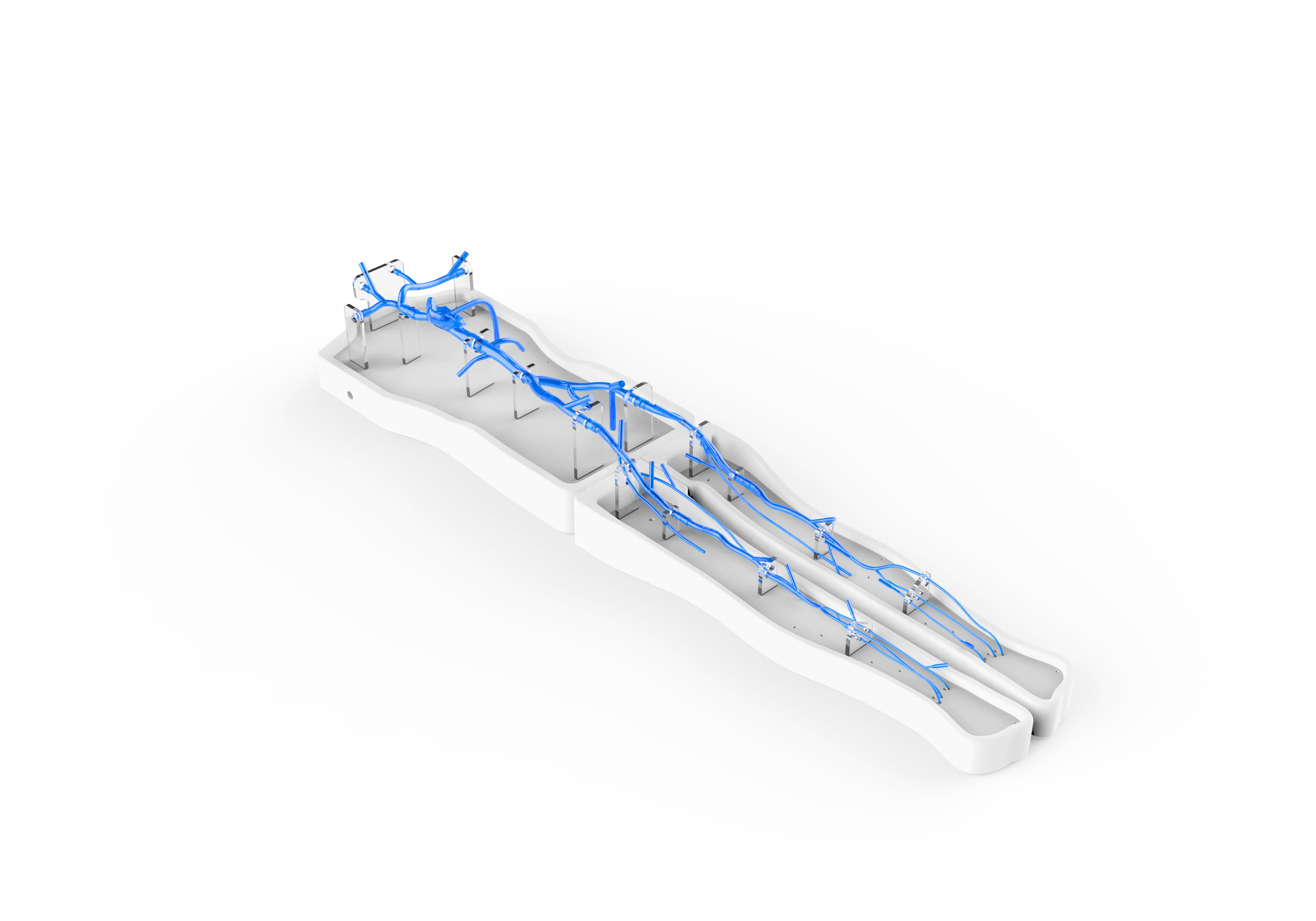 Drawing of Superior And Inferior Vena Cava-Lower Extremity Vein Simulation Model