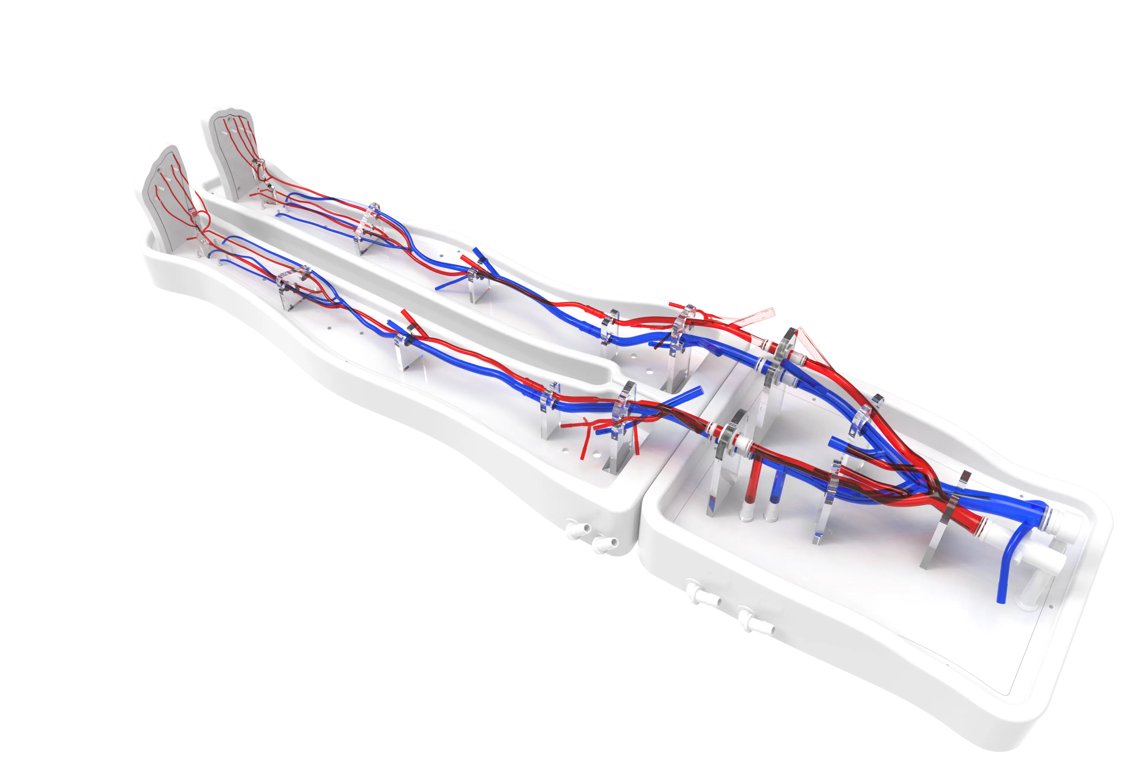 Drawing of Lower limb arteriovenous model