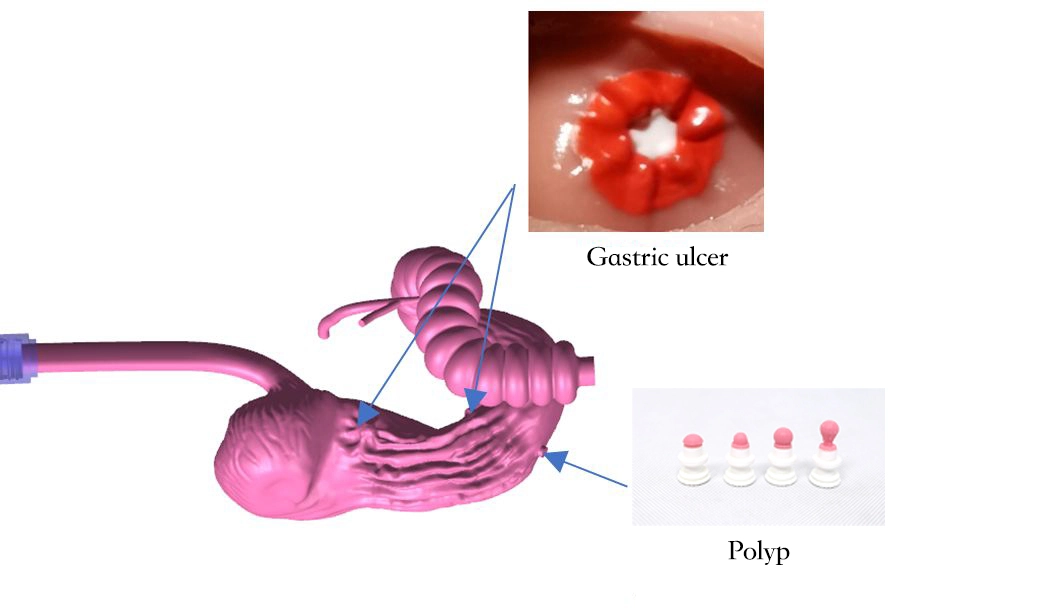 Drawing of Upper Gastrointestinal Simulator