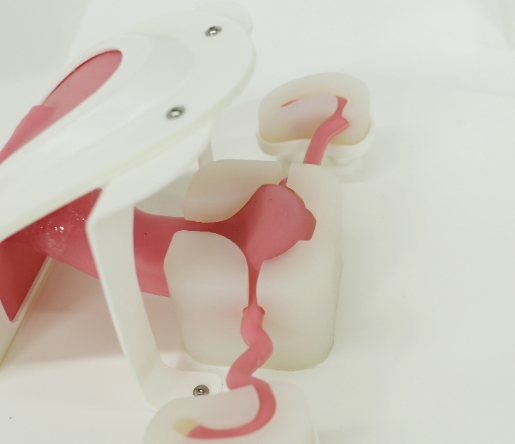 Replacement Guide of Model of a Uterus