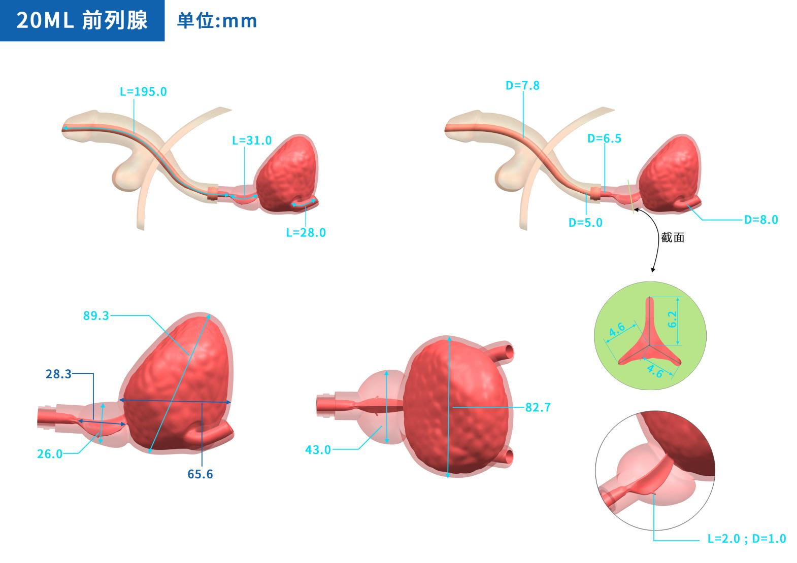 Drawing of Prostate Endoscopy Training Model