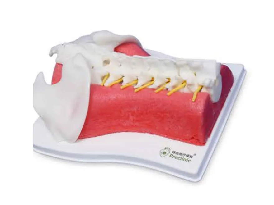 Soft polyurethane models