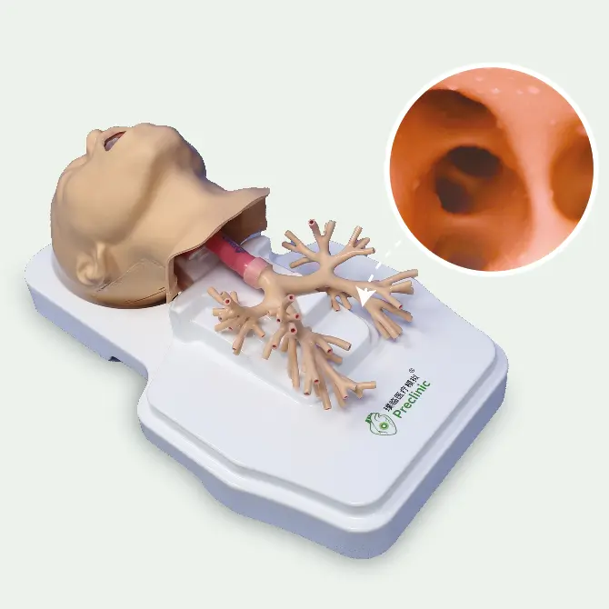 Respiratory Endoscope Training Model