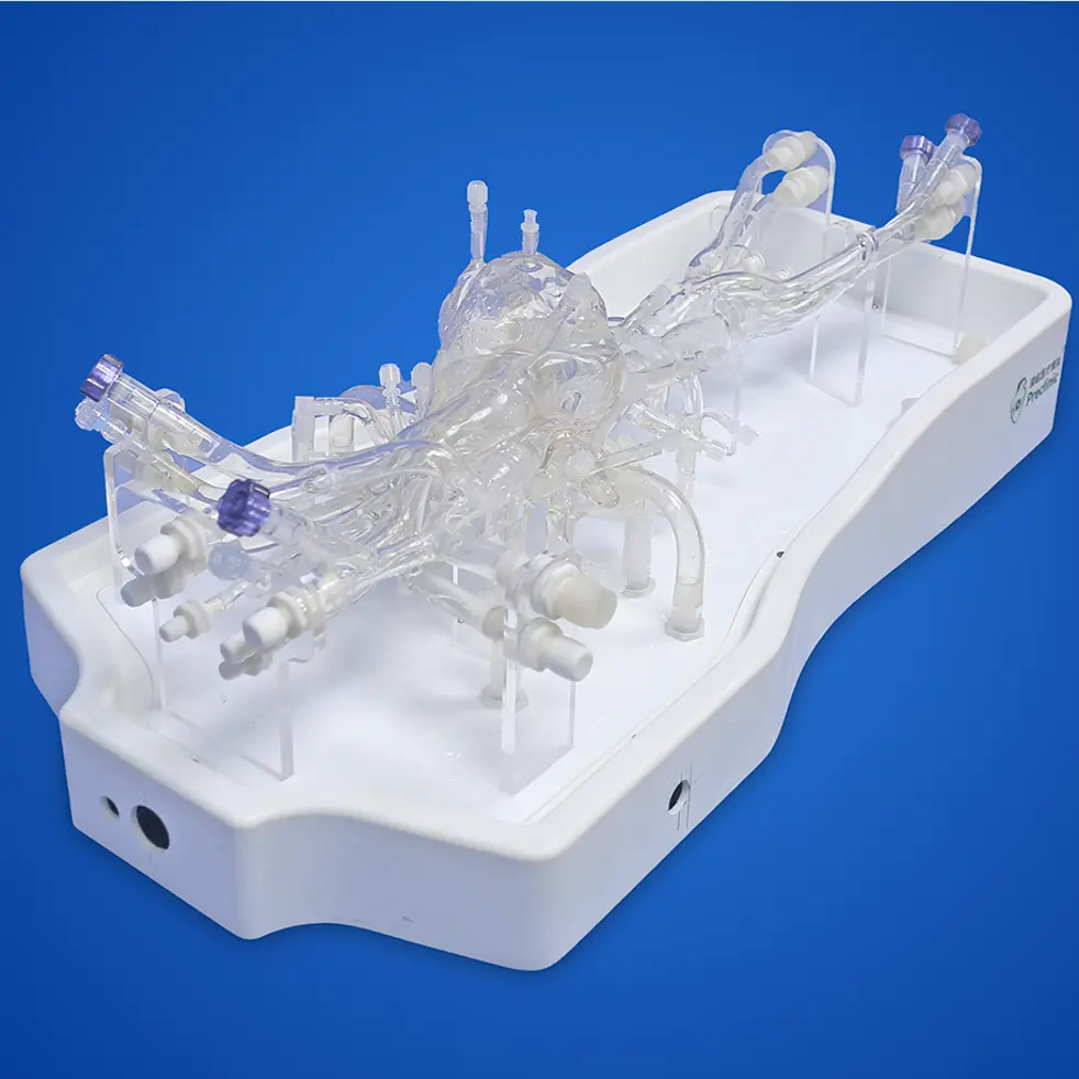 Cardiac Training Model - Type B