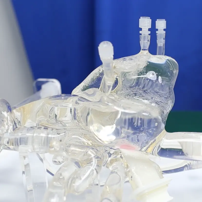 Cardiac Training Model - Type B