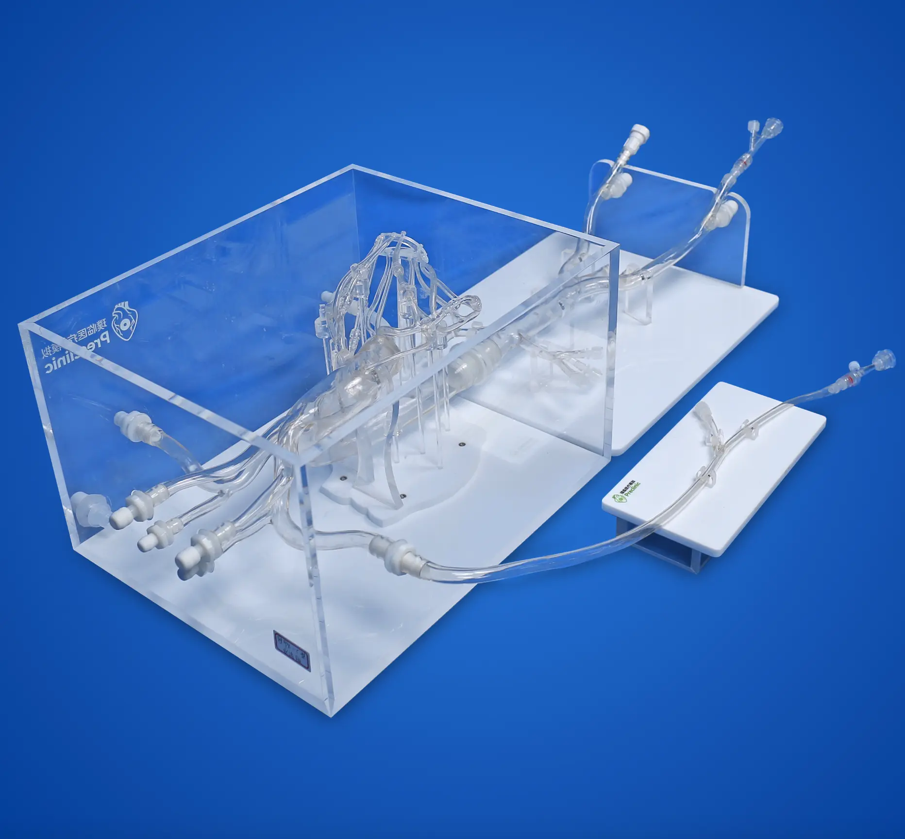 Coronary Training Model - C（Immersion version）Supplier
