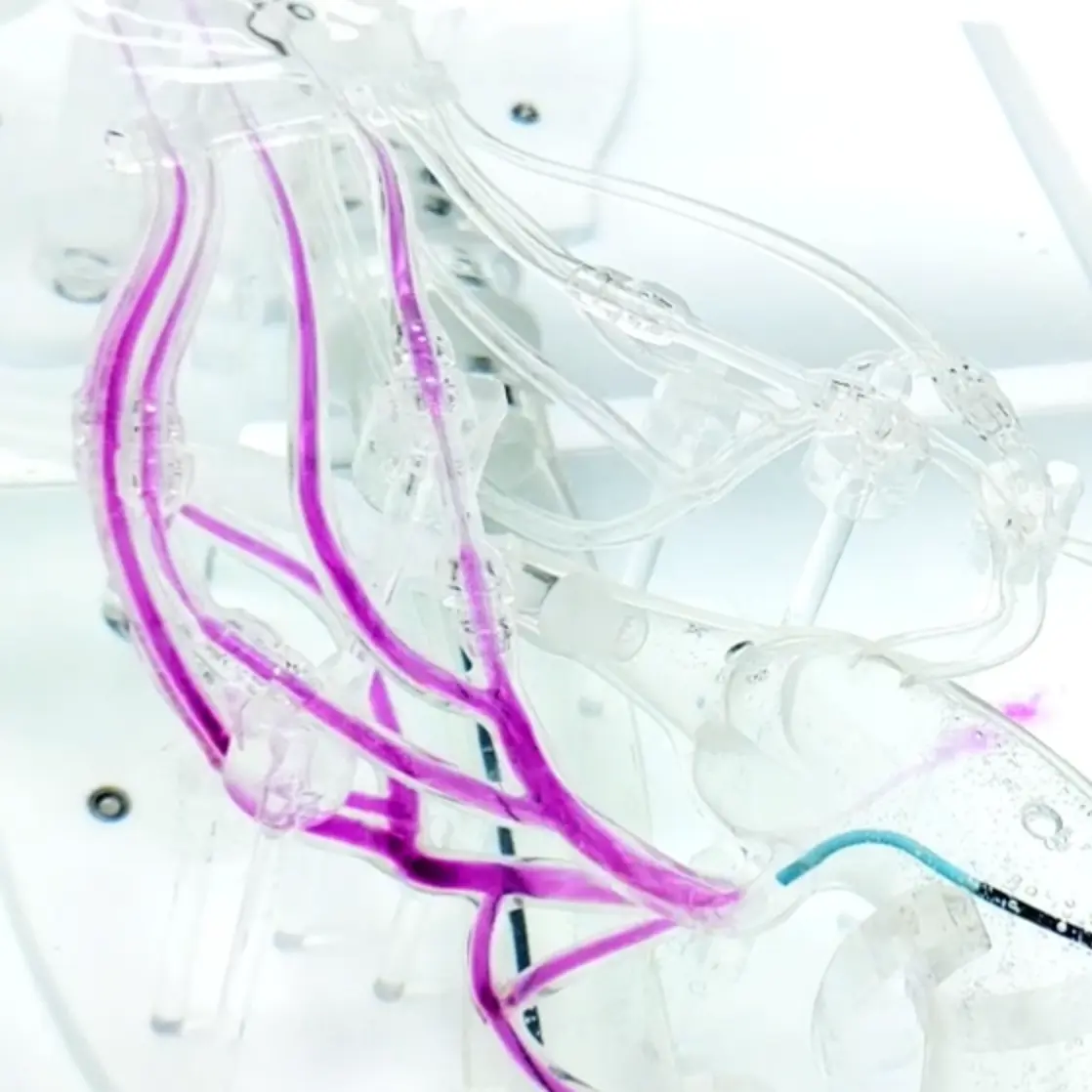 Coronary Training Model - C（Immersion version）Manufacturer