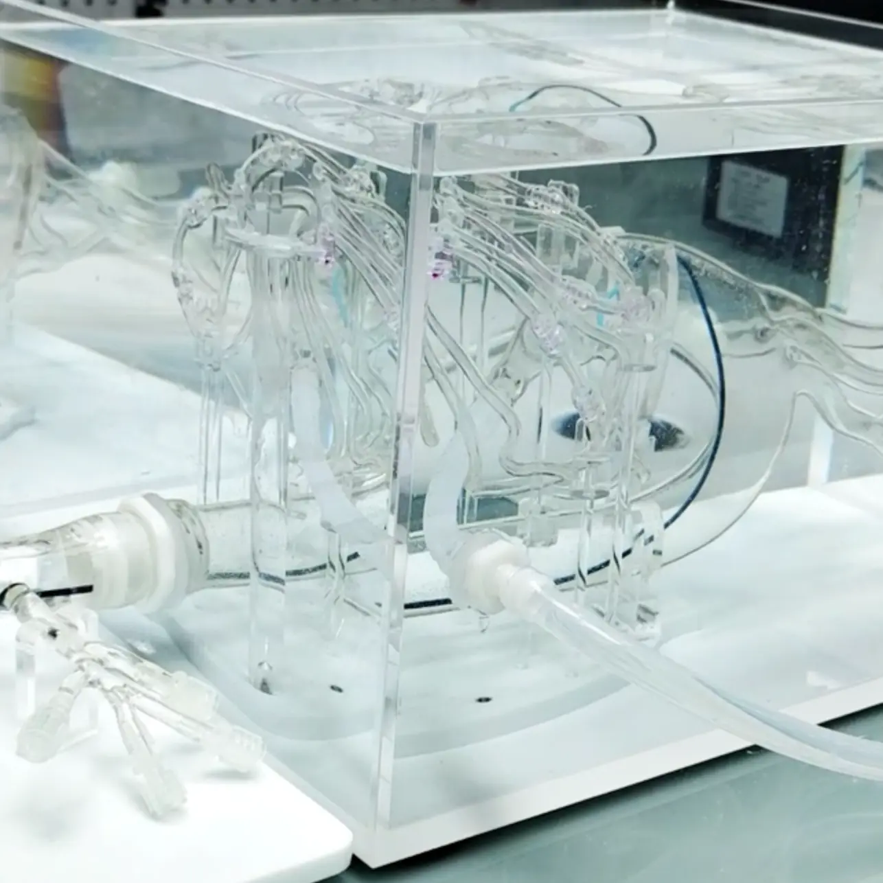 Coronary Training Model - C（Immersion version）Sale