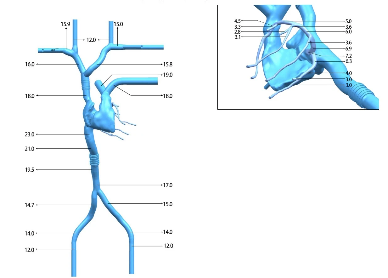 Main Dimensions of Cardiac Veins Simulation Model
