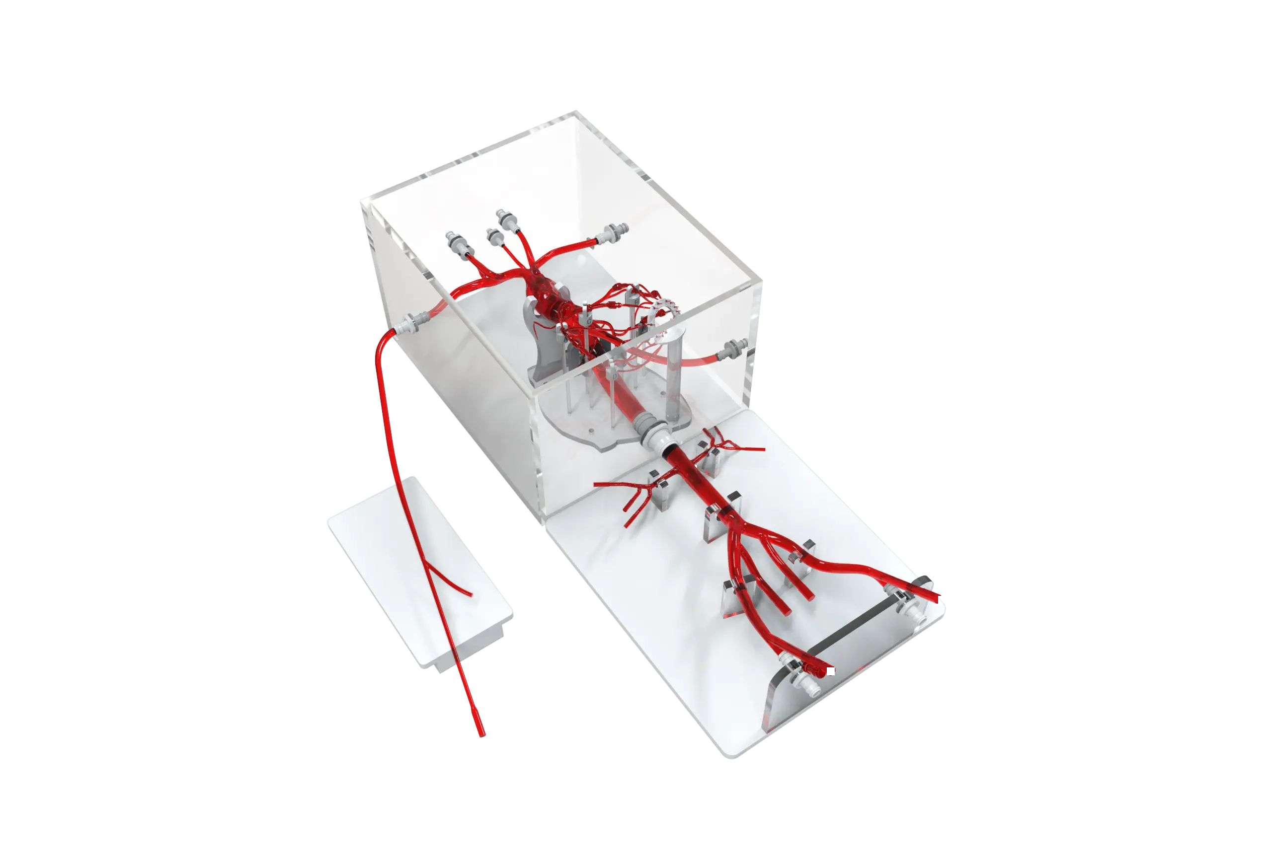 Main Dimensions of Coronary Training Model - C（Immersion version）