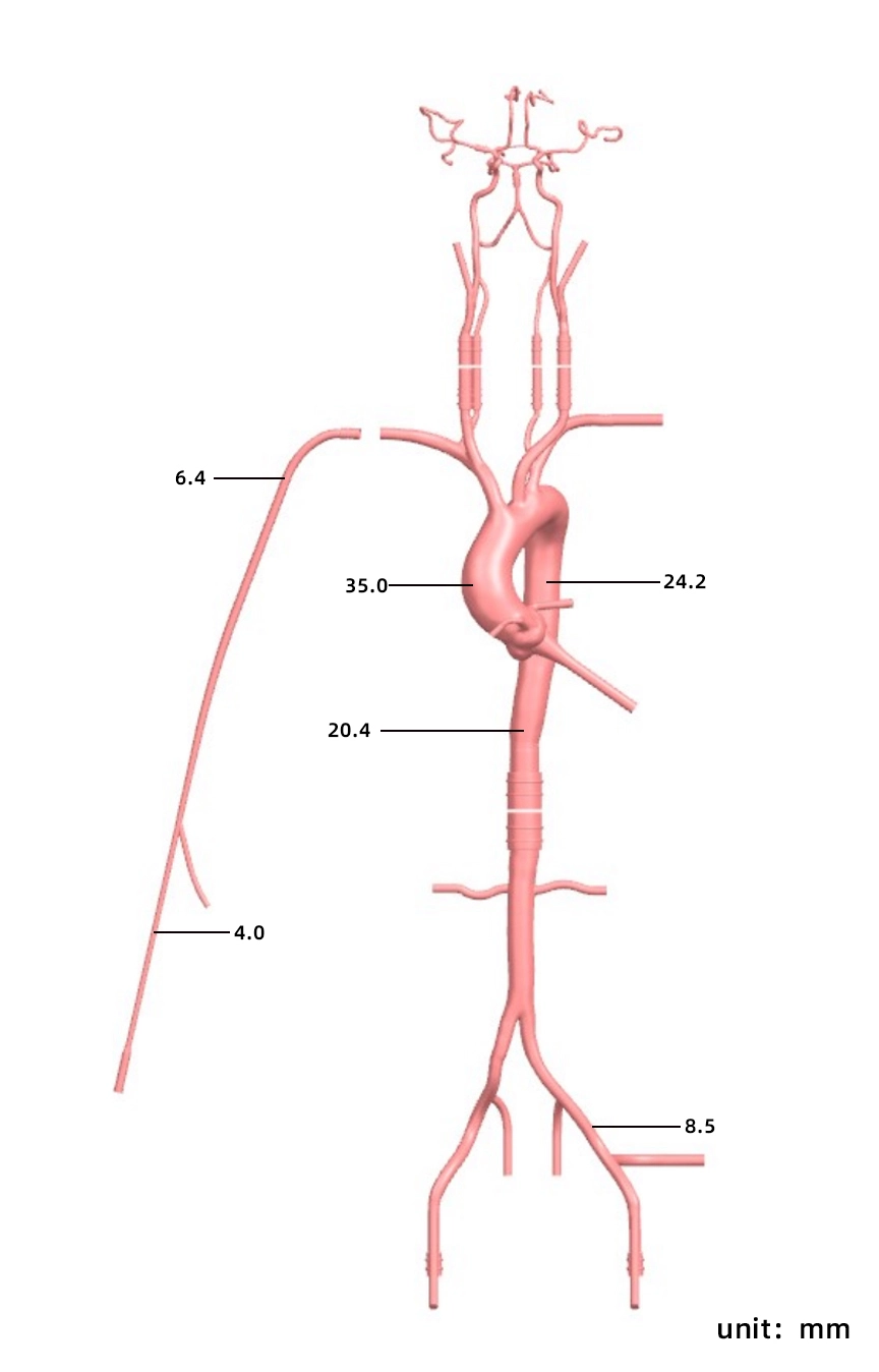 Main Dimensions of Neurovascular operation training model-type A