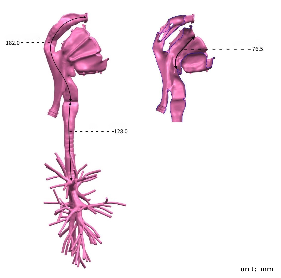 Main Dimensions of Respiratory Endoscope Training Model