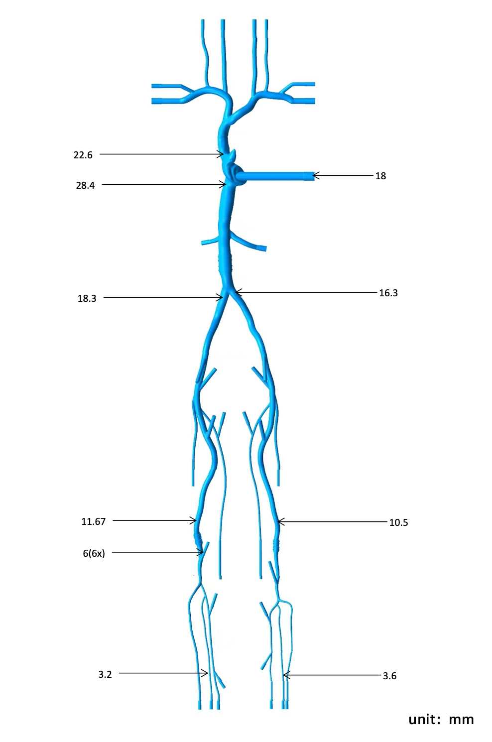 Main Dimensions of Superior And Inferior Vena Cava-Lower Extremity Vein Simulation Model