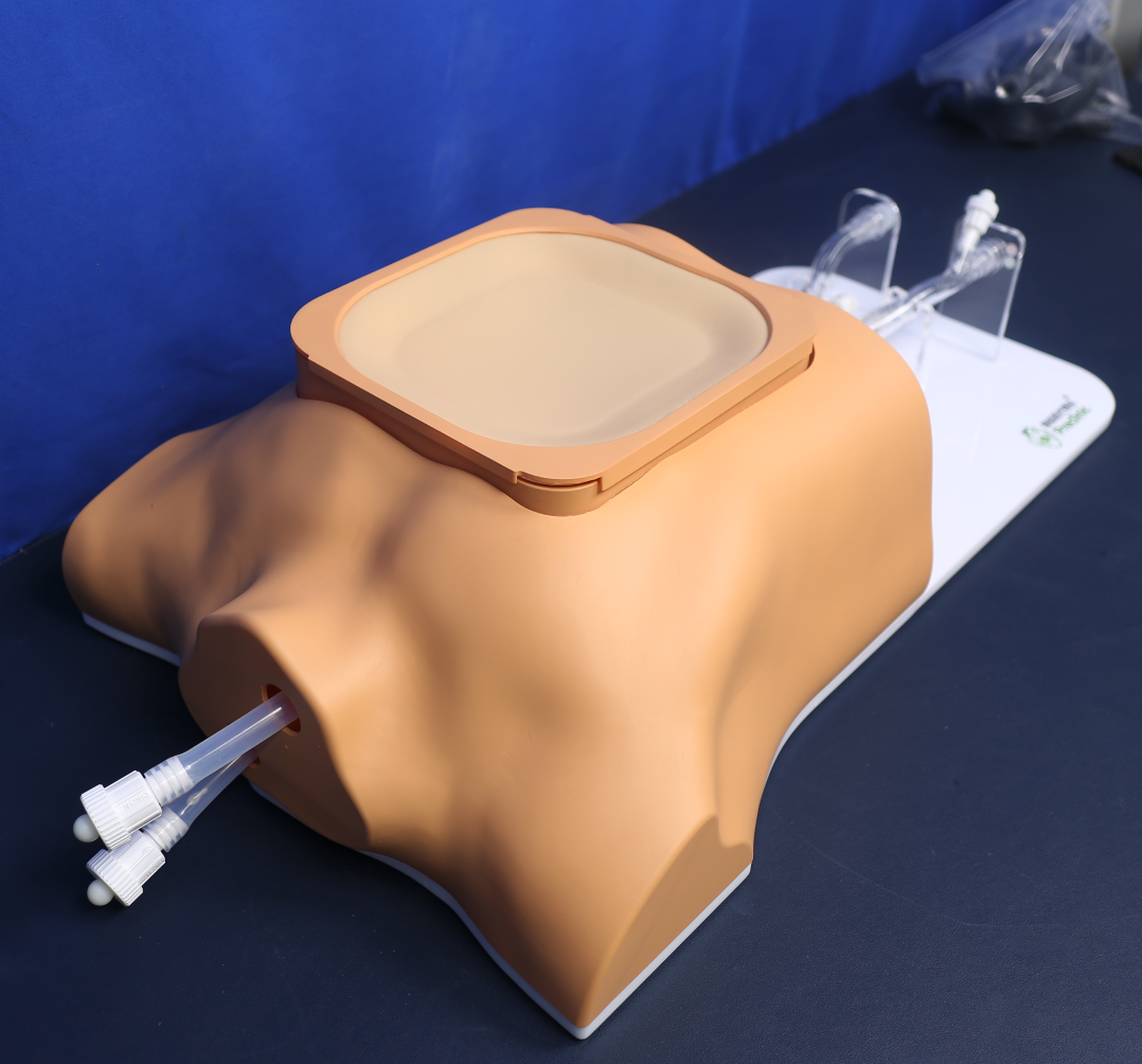 Ultrasound cardiac training model