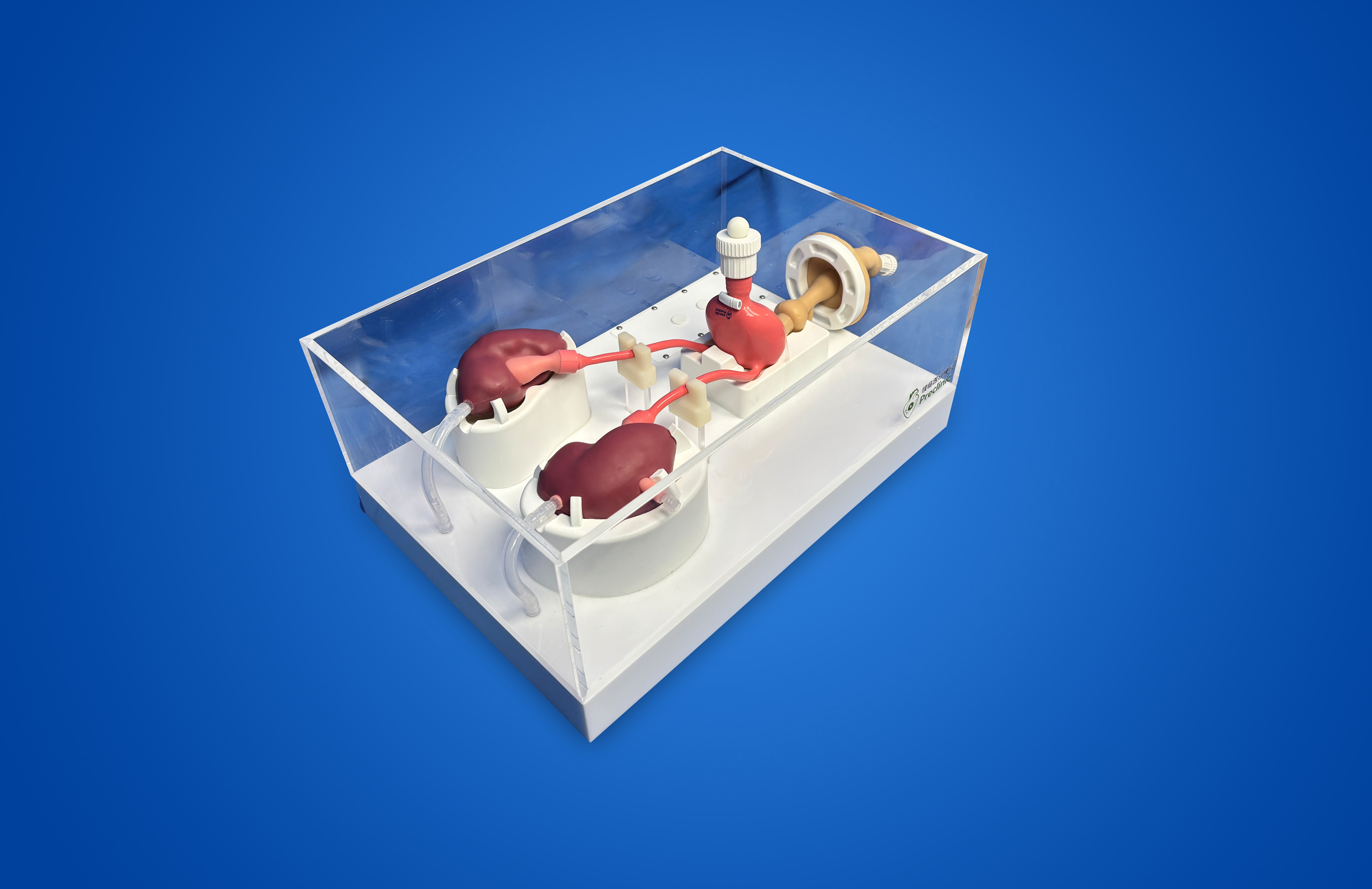 Urological Endoscope Training Model (Acrylic version)