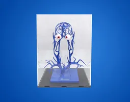 Anatomical Model of Intracranial Venous Vessels