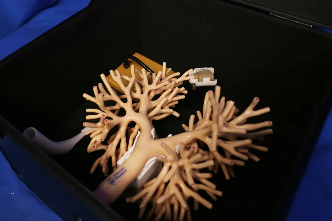 ebus gs training model factory