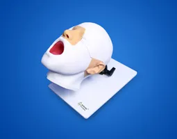 ENT Endoscopy Training Model