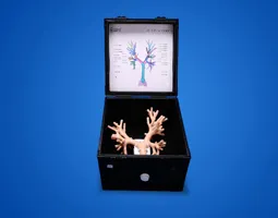 Bronchoscopy Training Model