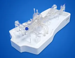 Cardiac Training Model - Type A