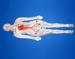 Full Body Vascular Simulation Models